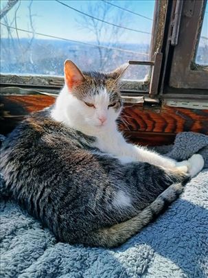 Mona, vrhunski mačiji maser