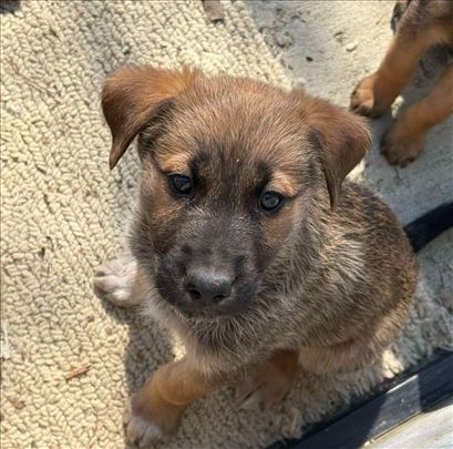 Nemački ovčar, mesanac,štene