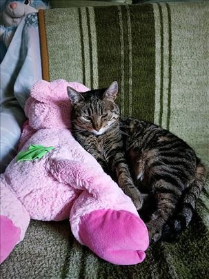 Perla, najsitnija odrasla maca