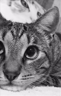 Mačak koji eliminiše tašte!