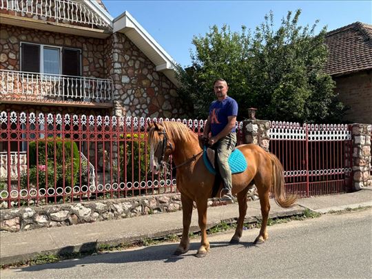 Prodajem Kvoter pastuva