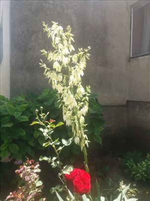 Bastenska koncasta juka