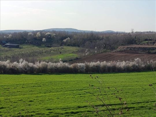 Irig polj. zemljište 50000m2 na top lokaciji hitno