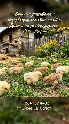 Jednodnevni domaći pilići