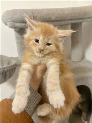 Maine Coon, mače