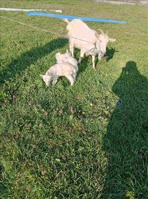 Mlade kozei mali jarici