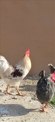 Mladi petlovi za priplod