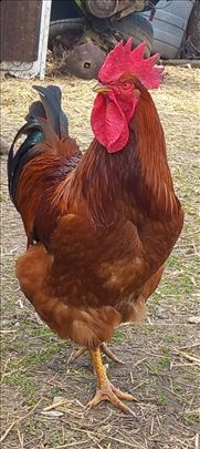 Nju Hempsir jaja za nasad