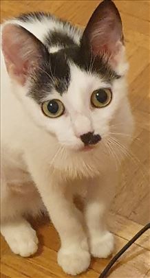 Poklanjamo umiljate mačiće i mačke, vakcinisane