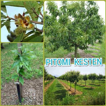 Prodajem sadnice pitomog kestena, sorta Marsol 