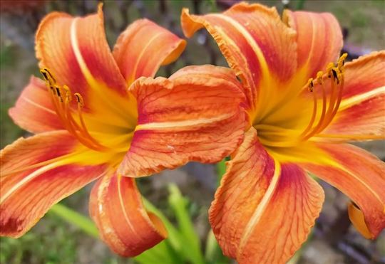 Sadnice Narandzastog ljiljana - 199 din