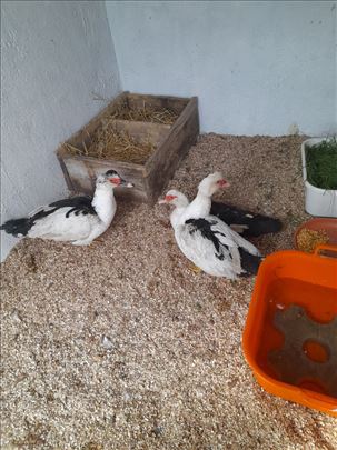 Три мошусне пловке