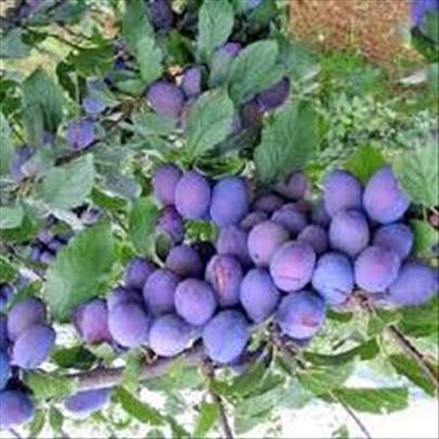 Vocne sadnice od proizvodjaca 