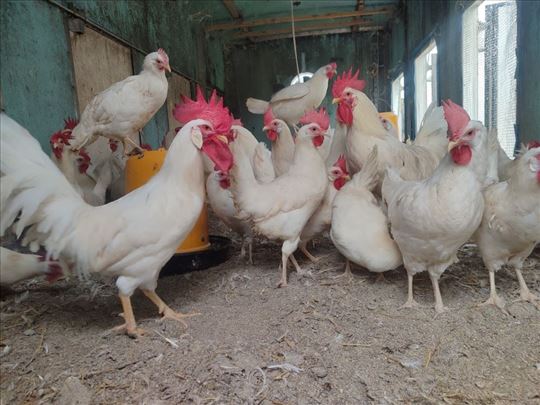 Vršimo rezervaciju i upis Leghorn pilića