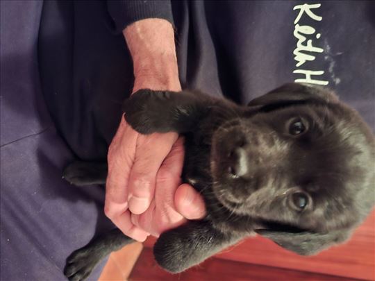 Labrador retriver, štene