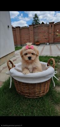 Maltipoo tiny bebe