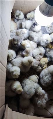 Pilići od japanske svilene koke