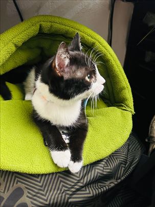 Predivno mače Nola, maca trazi dom