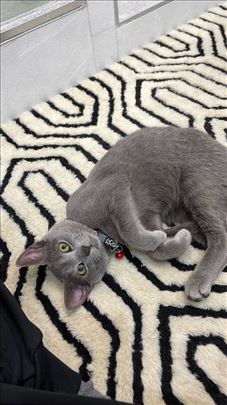 Ruska plava, mlada mačka