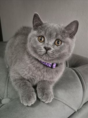 Britanska kratkodlaka, mače