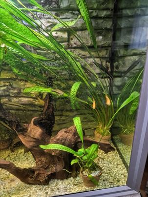 Cryptocoryne aponogetifolia,nana anubias i panj na