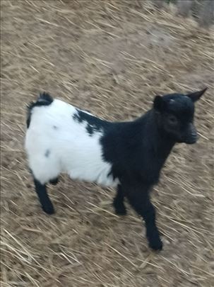 Mini koze 