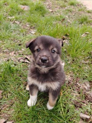 Muški štenci traže dom