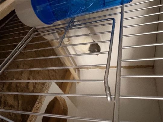 Na prodaju visak kanarinaca slavujar