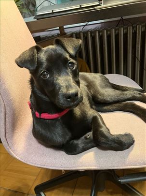 Štene Bela Šapica traži dom