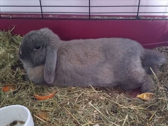 Duško dugouško na prodaju sa kavezom