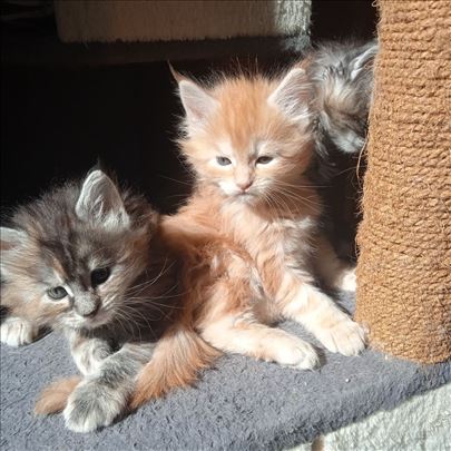 Maine Coon , ženkice