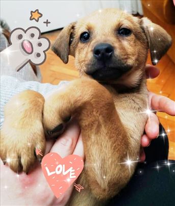 Preumiljato štene ostaje bez smestaja, hitno 