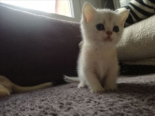 Britanska kratkodlaka, mače