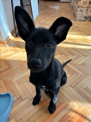 Luna: Mlada, zdrava, vakcinisana i naučena na stan