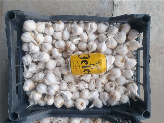 Q00 % domaaći prolećni beli luk