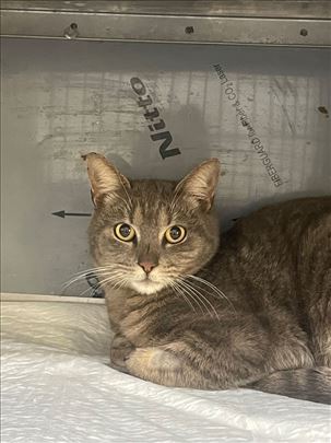 Lepa Kata traži svoj dom