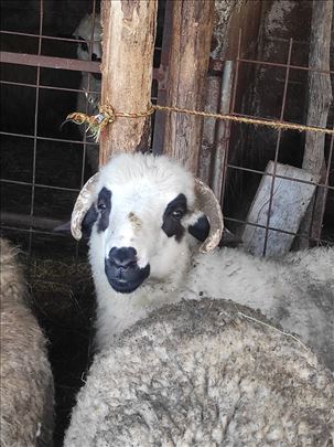 Sjenicka priplodna jagnjad