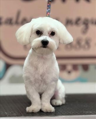 Čistokrvni maltezer za parenje 