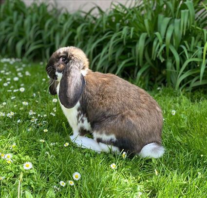 Francuski ovnoliki kunic zec ženka