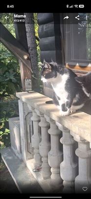 Izgubljen mačak u Sopotu. 