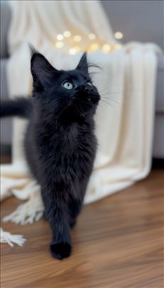 Krupan Maine Coon. muzjak