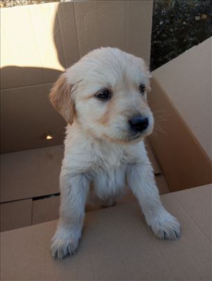 Labrador retriver, štene