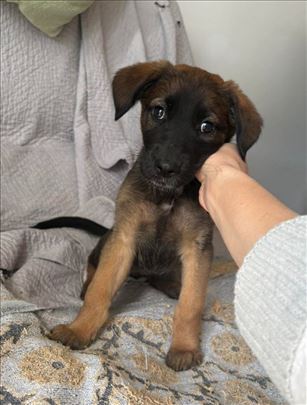 Nemački ovčar, štene, mesanac