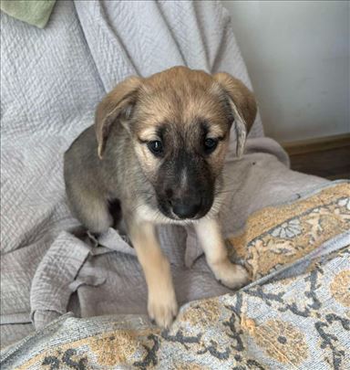 Nemački ovčar, štene,mesanac
