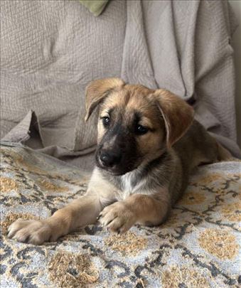 Nemački ovčar, štene,mesanac