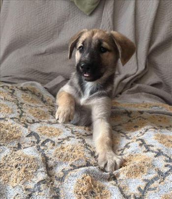 Nemački ovčar, štene,mesanac