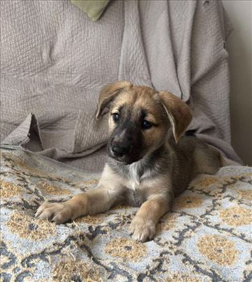 Nemački ovčar, štene,mesanac