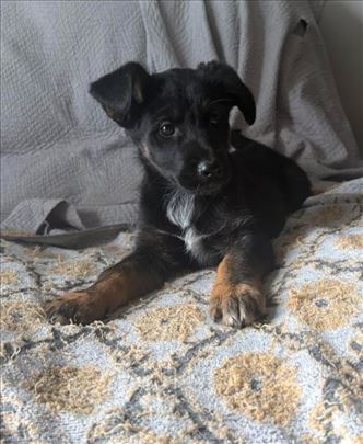 Nemački ovčar, štene,mesanac