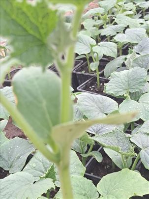  Poljoprivredno gazdinstvo dr Raše Đorđevića 