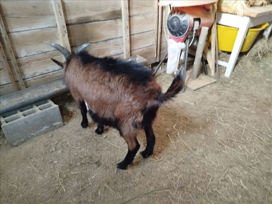 Prodajem jarca 